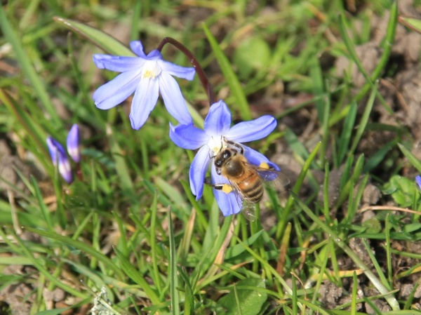 Fruehling 2009   062.jpg